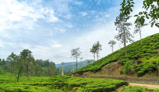 Wayanad